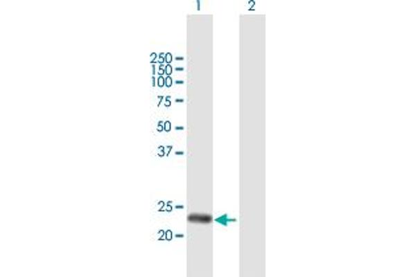 DNAJC30 Antikörper  (AA 1-226)