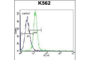 Image no. 2 for anti-Potassium Voltage-Gated Channel, Subfamily H (Eag-Related), Member 2 (KCNH2) (AA 861-888) antibody (ABIN5533125)