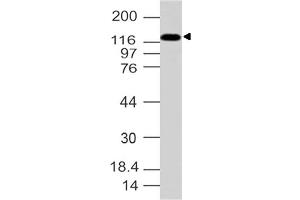 anti-Adaptor-Related Protein Complex 3, delta 1 Subunit (AP3D1) (AA 400-680) antibody