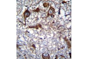 Image no. 1 for anti-Mitochondrial Ribosomal Protein L50 (MRPL50) (AA 118-147), (C-Term) antibody (ABIN953511)