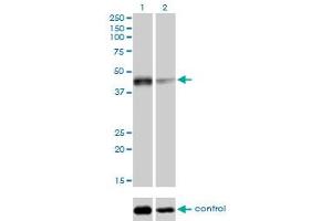 Image no. 1 for anti-Sirtuin 2 (SIRT2) (AA 128-227) antibody (ABIN564966)