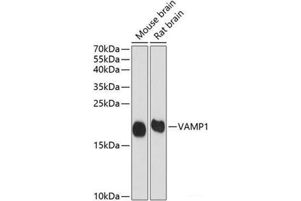VAMP1 Antikörper