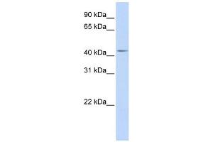 Image no. 1 for anti-DENN/MADD Domain Containing 1B (DENND1B) (Middle Region) antibody (ABIN2785086)