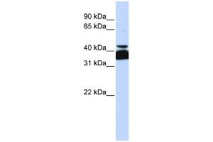 anti-POU Domain, Class 4, Transcription Factor 2 (POU4F2) (Middle Region) antibody