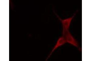 Image no. 2 for anti-BCL2-Like 2 (BCL2L2) (N-Term) antibody (ABIN6257943)