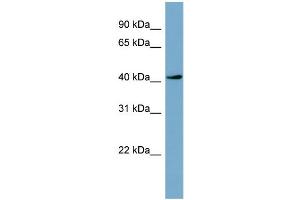 Image no. 2 for anti-Testis-Specific serine Kinase 2 (TSSK2) (Middle Region) antibody (ABIN2785594)