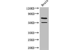 GRAMD4 anticorps  (AA 23-161)