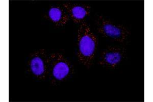 Image no. 2 for MAX & SMAD3 Protein Protein Interaction Antibody Pair (ABIN1340149)