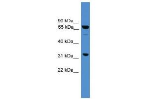 Image no. 1 for anti-Sorting Nexin 18 (SNX18) (Middle Region) antibody (ABIN929095)
