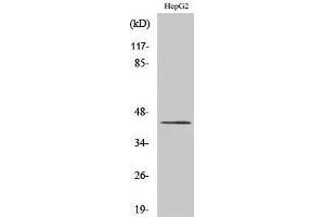 Image no. 1 for anti-N-Terminal EF-Hand Calcium Binding Protein 3 (NECAB3) (C-Term) antibody (ABIN3183307)