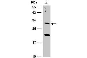 WB Image Sample(30 ug whole cell lysate) A:293T 12% SDS PAGE antibody diluted at 1:2000