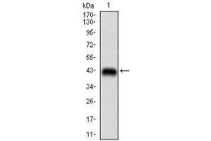 Image no. 2 for anti-Regulatory Associated Protein of mTOR, Complex 1 (RPTOR) (AA 874-1009) antibody (ABIN1724920)