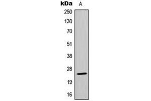Image no. 1 for anti-Mitochondrial Ribosomal Protein L13 (MRPL13) (C-Term) antibody (ABIN2705003)