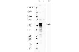 Image no. 5 for anti-WW Domain Containing Transcription Regulator 1 (WWTR1) (N-Term) antibody (ABIN2779708)