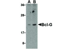 BCL2L14 antibody  (N-Term)