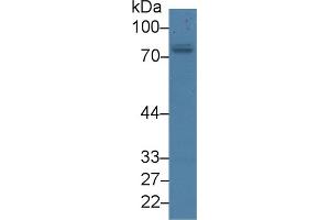 Image no. 2 for anti-Protein Kinase C, zeta (PRKCZ) (AA 404-591) antibody (ABIN1860239)