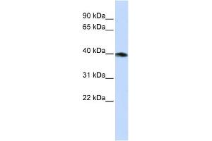 Image no. 2 for anti-Guanine Nucleotide Binding Protein (G Protein), alpha Z Polypeptide (GNaZ) (N-Term) antibody (ABIN2777109)