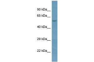 Image no. 1 for anti-N-Acetylglucosamine-1-phosphodiester alpha-N-Acetylglucosaminidase (NAGPA) (N-Term) antibody (ABIN2782884)