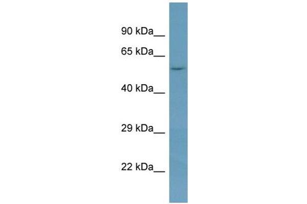 anti-N-Acetylglucosamine-1-phosphodiester alpha-N-Acetylglucosaminidase (NAGPA) (N-Term) antibody