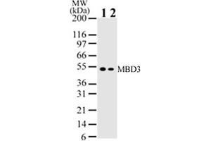 Image no. 1 for anti-Methyl-CpG Binding Domain Protein 3 (MBD3) antibody (ABIN6972320)