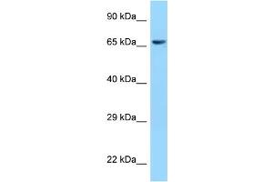 Image no. 4 for anti-ClpX Caseinolytic Peptidase X (CLPX) (C-Term) antibody (ABIN2789497)
