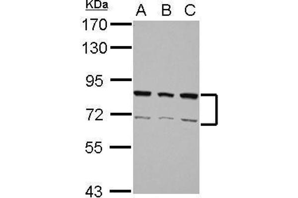 anti-Heterogeneous Nuclear Ribonucleoprotein R (HNRNPR) (N-Term) antibody