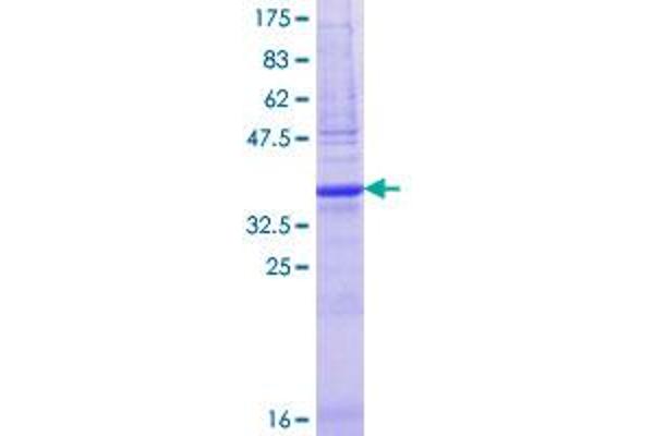 G Antigen 5 Proteins