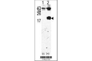 Image no. 1 for anti-FK506 Binding Protein 1A, 12kDa (FKBP1A) (AA 43-74) antibody (ABIN392172)