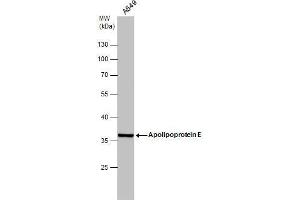 Image no. 1 for anti-Apolipoprotein E (APOE) (N-Term) antibody (ABIN2855049)