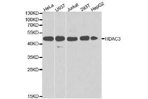 Image no. 8 for anti-Histone Deacetylase 3 (HDAC3) antibody (ABIN3023018)