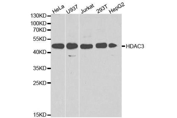 HDAC3 antibody  (AA 299-428)