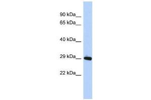 Image no. 1 for anti-Zinc Finger Protein 524 (ZNF524) (N-Term) antibody (ABIN927900)