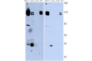 anti-Neural Precursor Cell Expressed, Developmentally Down-Regulated 9 (NEDD9) (AA 82-398), (AA 843) antibody