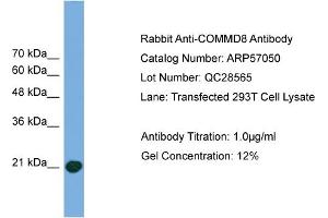 Image no. 1 for anti-COMM Domain Containing 8 (COMMD8) (Middle Region) antibody (ABIN2787037)