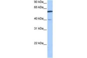 Image no. 1 for anti-DEP Domain Containing 7 (DEPDC7) antibody (ABIN2463456)