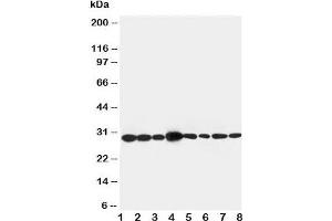 Image no. 3 for anti-LIM and SH3 Protein 1 (LASP1) (AA 16-30) antibody (ABIN3031619)