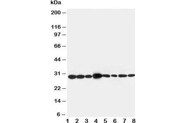 LASP1 antibody  (AA 16-30)