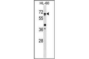 Image no. 3 for anti-Autophagy related 4D Cysteine Peptidase (ATG4D) (AA 227-257) antibody (ABIN1449634)