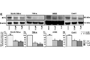 Image no. 29 for anti-Actin, beta (ACTB) (AA 1-50) antibody (ABIN724340)