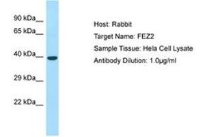 Image no. 1 for anti-Fasciculation and Elongation Protein zeta 2 (Zygin II) (FEZ2) (AA 264-313) antibody (ABIN6749880)