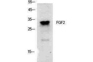 Image no. 1 for anti-Fibroblast Growth Factor 2 (Basic) (FGF2) (Internal Region) antibody (ABIN3181404)