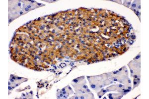 HSD11B2 antibody  (C-Term)