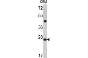Endoribonuclease Dcr-1 (Dcr-1) anticorps