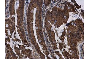 IHC-P Image E-Cadherin antibody detects E-Cadherin protein at cell membrane and cytoplasm in rat duodenum by immunohistochemical analysis.