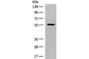 GPR22 抗体