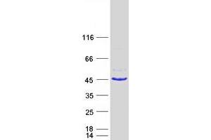 Image no. 1 for Fatty Acid 2-Hydroxylase (FA2H) protein (Myc-DYKDDDDK Tag) (ABIN2712286)