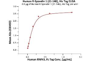 Immobilized Human R-Spondin 1 (21-146), His Tag (ABIN2181686,ABIN2181685) at 5 μg/mL (100 μL/well) can bind Human RNF43, Fc Tag (ABIN6973211) with a linear range of 0.