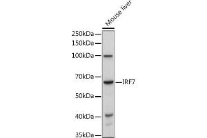 Western blot analysis of extracts of Mouse liver, using IRF7 antibody (ABIN1513103, ABIN3020650, ABIN3020652 and ABIN6213641) at 1:1000 dilution.