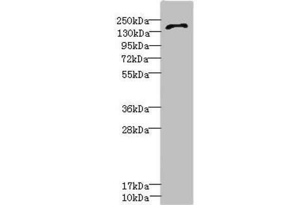 GRIN2D Antikörper  (AA 330-480)