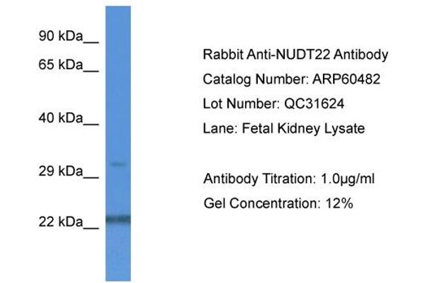 NUDT22 antibody  (C-Term)
